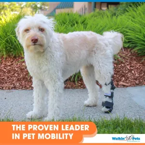 Walkin’ Wheels - Adjustable Splint